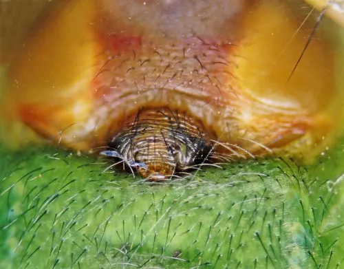 Cucumber Green Orb Spider - photo 6