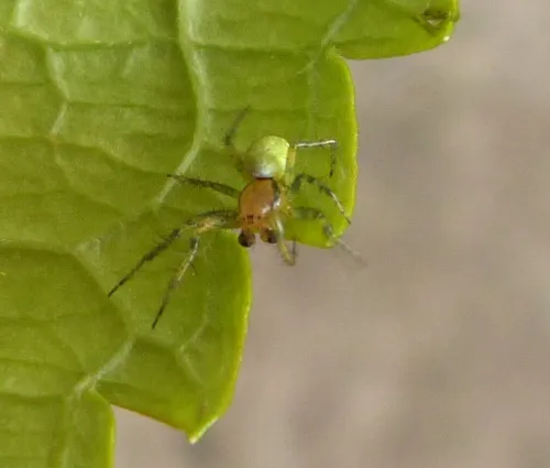 Cucumber Green Orb Spider - photo 7