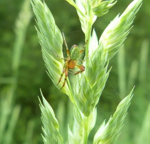 Cucumber Green Orb Spider - photo 8