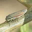 Cuerna alba