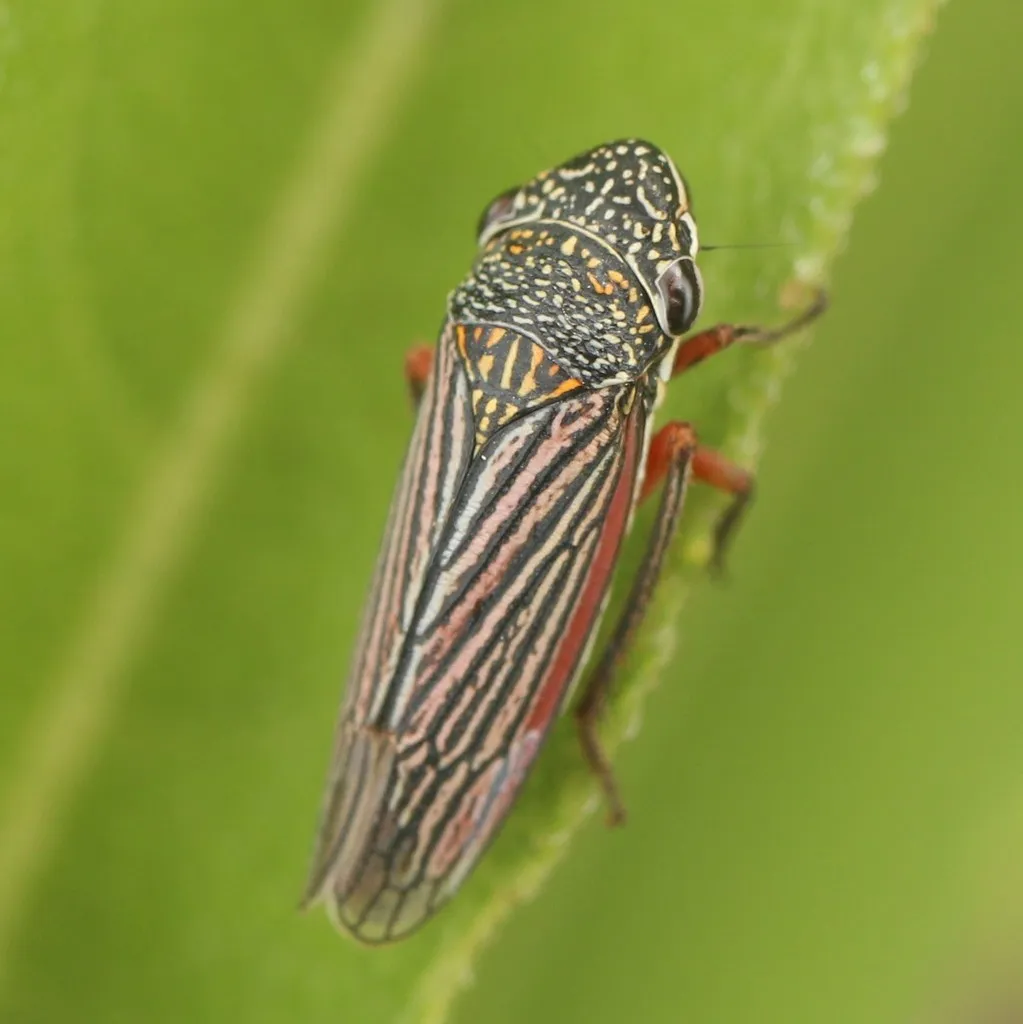 Lateral-lined Sharpshooter - photo 2