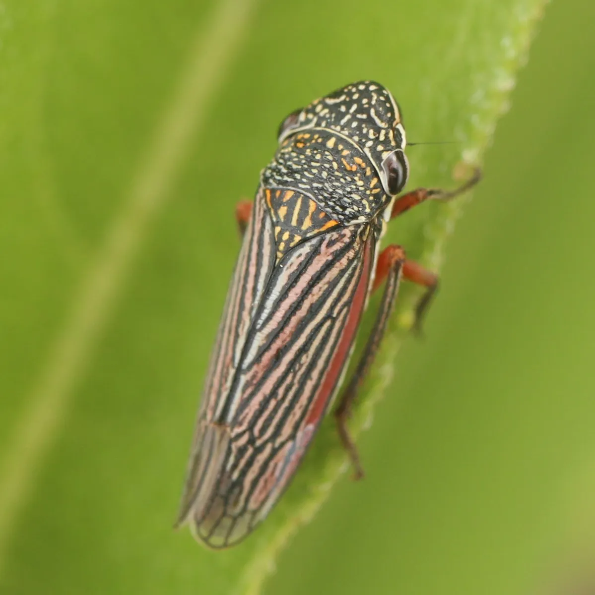 Lateral-lined Sharpshooter - photo 3
