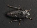 Possibly undescribed species Oklahoma - photo 3