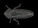 Possibly undescribed species Oklahoma - photo 4