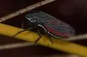 Cuerna striata - photo 4