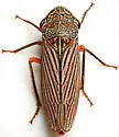 Cuerna undescribed sp. 7 - Cuerna undescribed-sp-tx-i
