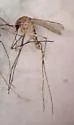 Culex coronator