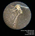 Culex coronator - photo 2