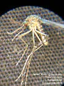 Culex coronator - photo 3