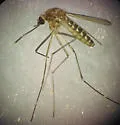 Culex coronator - photo 5