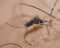 Culex erraticus