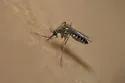 Culex erraticus - photo 2