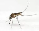 Culex erraticus - photo 5