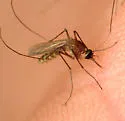 Culex nigripalpus