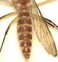 Culex nigripalpus - photo 2