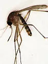 Culex nigripalpus - photo 3
