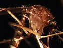 Culex nigripalpus - photo 4