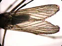Culex nigripalpus - photo 5