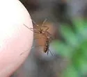 Culex peccator