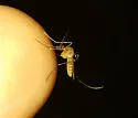 Culex peccator - photo 2