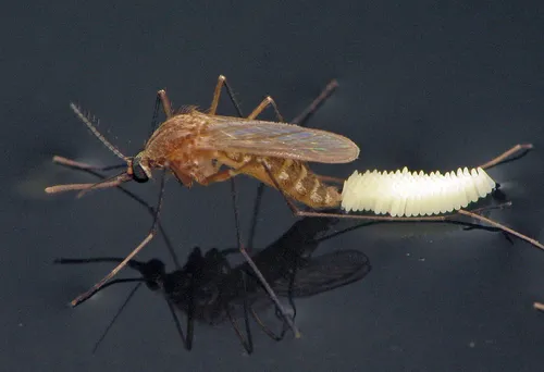 Southern House Mosquito
