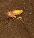 White-dotted Mosquito