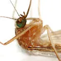 White-dotted Mosquito - photo 2