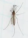 White-dotted Mosquito - photo 3