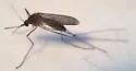 White-dotted Mosquito - photo 4