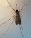 White-dotted Mosquito - photo 5