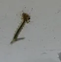 Culex salinarius - Culex salinarius