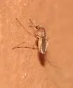Culex salinarius - photo 3