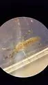 Banded Foul Water Mosquito