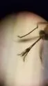 Banded Foul Water Mosquito - photo 2