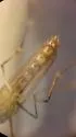 Banded Foul Water Mosquito - photo 3