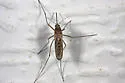 Western Encephalitis Mosquito - photo 2