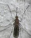 Western Encephalitis Mosquito - photo 3