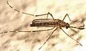 Western Encephalitis Mosquito - photo 4