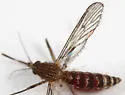 Western Encephalitis Mosquito - photo 5