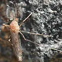 Culex territans - Culex territans