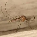Culex territans - photo 5