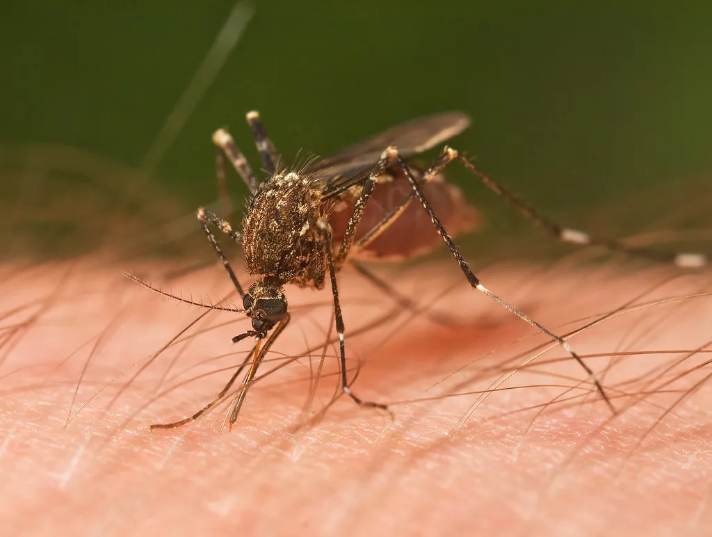 Mosquitoes - photo 2