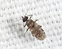 Culicoides guttipennis