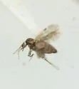 Culicoides haematopotus