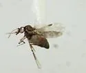Culicoides haematopotus - photo 2