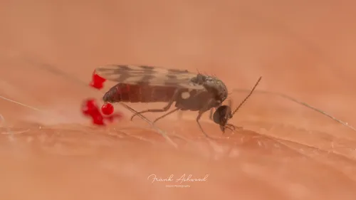 Highland Midge