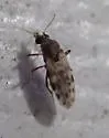 Culicoides occidentalis