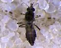 Culicoides occidentalis - photo 2