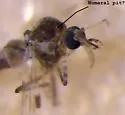 Culicoides occidentalis - photo 3