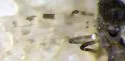 Culicoides occidentalis - photo 4